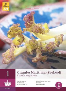 Crambe Maritima (zeekool) 1 stuks jub