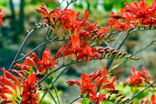 Crocosmia Lucifer - afbeelding 2