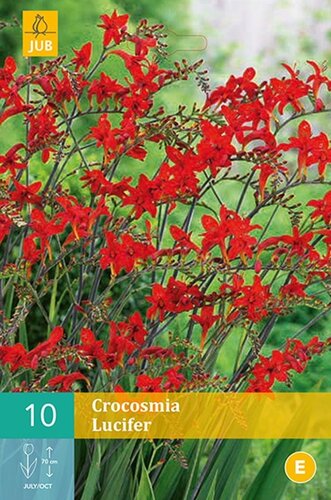 Crocosmia Lucifer - afbeelding 1