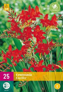 Crocosmia lucifer 25 bollen - afbeelding 2
