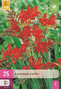 Crocosmia lucifer 25 bollen