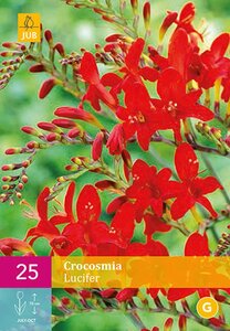 Crocosmia lucifer 25 bollen - afbeelding 2