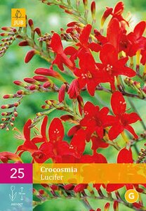 Crocosmia lucifer 25 bollen - afbeelding 1