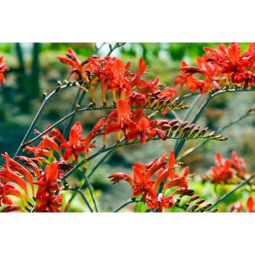 Crocosmia lucifer 25 bollen - afbeelding 2