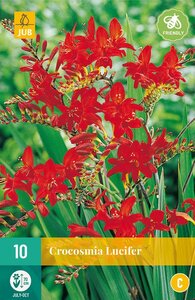 Crocosmia Lucifer