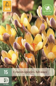 CROCUS ADVANCE