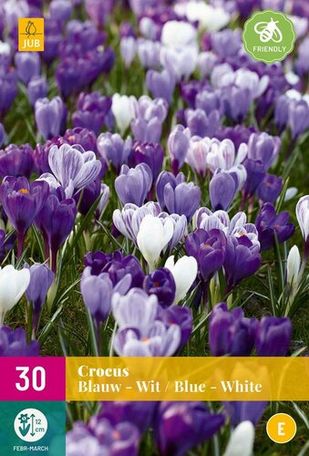 Crocus blauw & wit 30 bollen