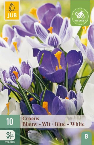 Crocus blauw / wit mix 10 bollen