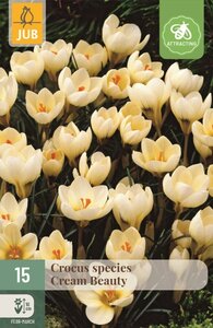 Crocus cream beauty 15 stuks