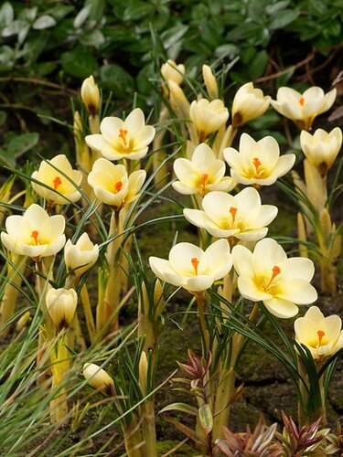 Crocus cream beauty 15 stuks - afbeelding 2