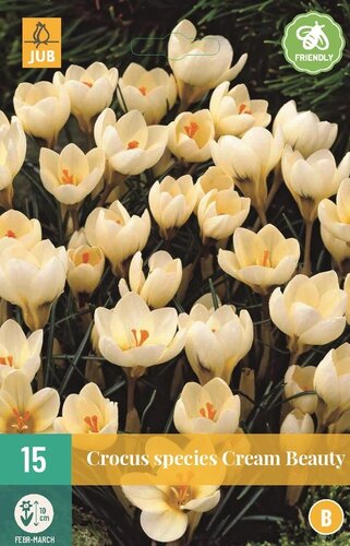 Crocus cream beauty 15 stuks - afbeelding 1