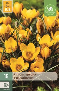 CROCUS FUSCOTINCTUS