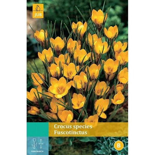 Crocus fuscotinctus 15 bollen