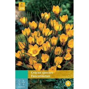 Crocus fuscotinctus 15 bollen