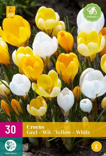 Crocus geel & wit 30 bollen