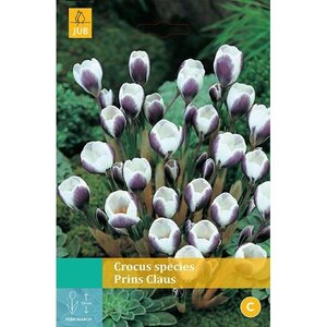 Crocus prins Claus 15 bollen