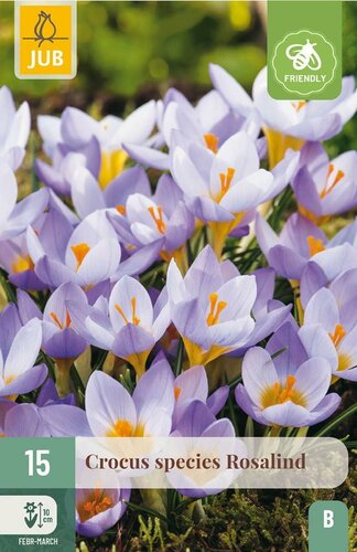 Crocus Rosalind 15 bollen - afbeelding 1