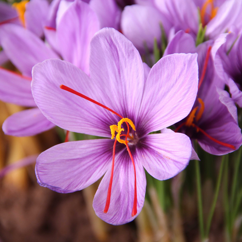 Crocus sativus 10 bollen - afbeelding 2