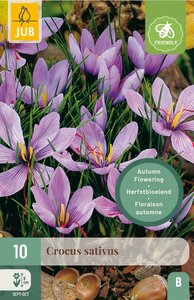 Crocus sativus 10 bollen