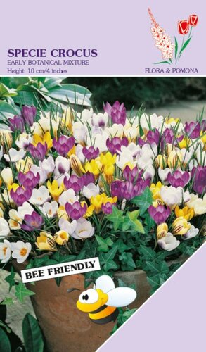 Crocus Specie Mixed 35 bollen