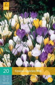 Crocus species mix 20 bollen