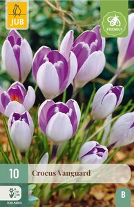 Crocus Vanguard 10 bollen
