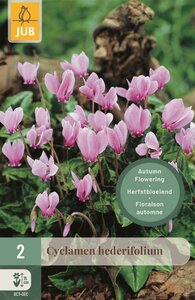 HEDERIFOLIUM