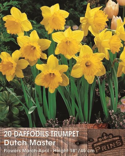 Prins Narcis daffodils Dutch master 20 bollen - afbeelding 1