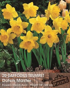 Prins Narcis daffodils Dutch master 20 bollen - afbeelding 2