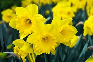 Prins Narcis daffodils Dutch master 20 bollen - afbeelding 2