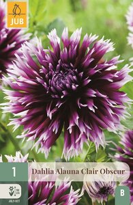 Dahlia alauna clair obscur - afbeelding 1