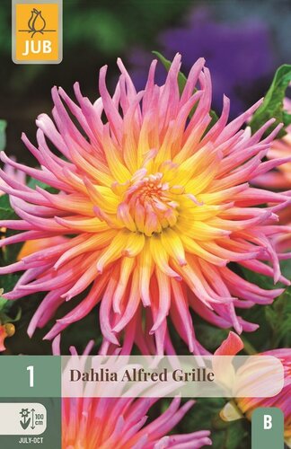 Dahlia Alfred grille - afbeelding 1