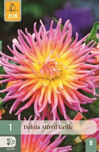 Dahlia Alfred grille