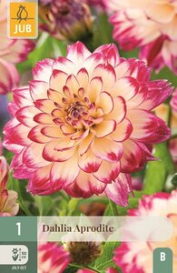 Dahlia Aphrodite