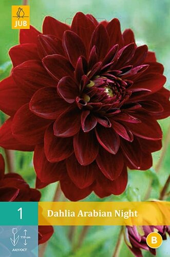 Dahlia Arabian night - afbeelding 1