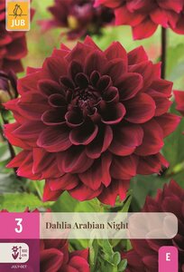 Dahlia arabian night 3 knollen