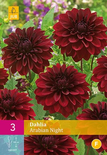 Dahlia arabian night 3 knollen - afbeelding 1