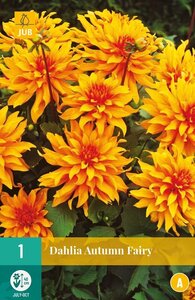 Dahlia autumn fairy - afbeelding 2