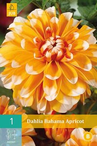 Dahlia Bahama apricot