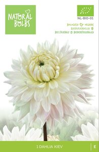 BIO Dahlia Kiev