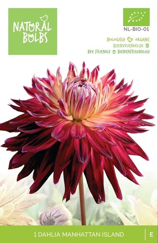 BIO Dahlia Manhattan island