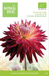 BIO Dahlia Manhattan island