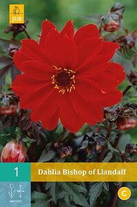 Dahlia Bishop of llandaff - afbeelding 1