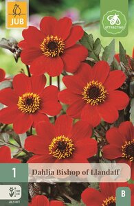 Dahlia Bishop of llandaff