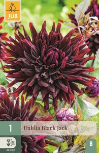 Dahlia Black jack - afbeelding 1