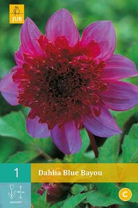 Dahlia Blue bayou