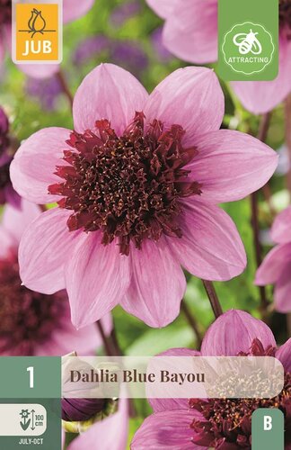 Dahlia Blue bayou - afbeelding 1