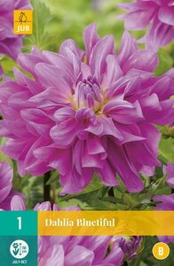 Dahlia bluetiful - afbeelding 1