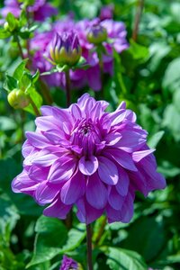 Dahlia bluetiful - afbeelding 2