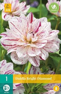 Dahlia bright diamond - afbeelding 2